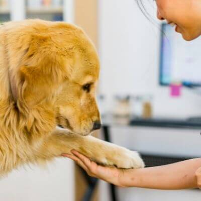Animal Care Center Veterinary Clinic - Pet wellness