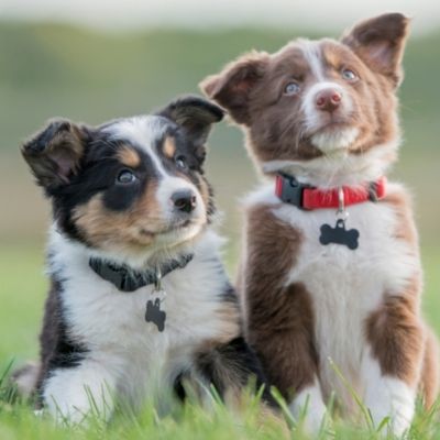 animal care center veterinary clinic - pet wellness