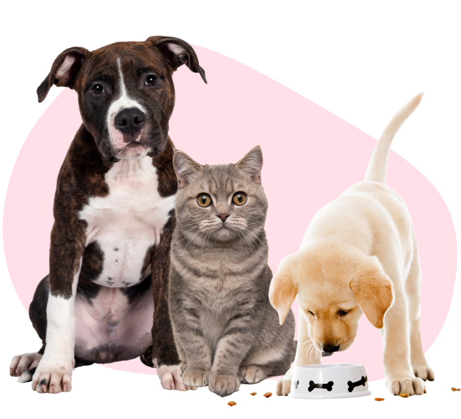 Animal Care Center Veterinary Clinic -pet services header