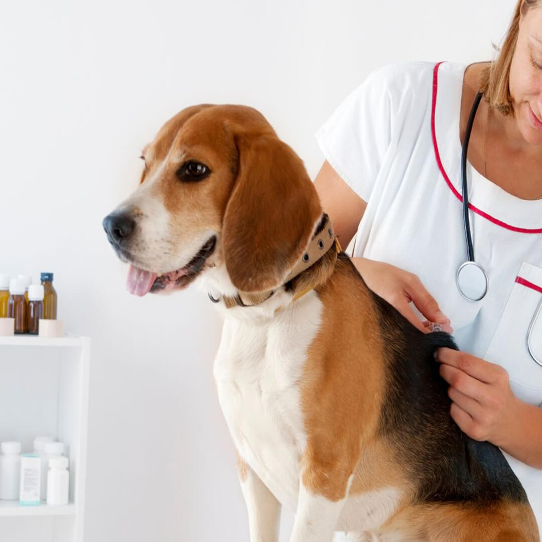 pet vaccination