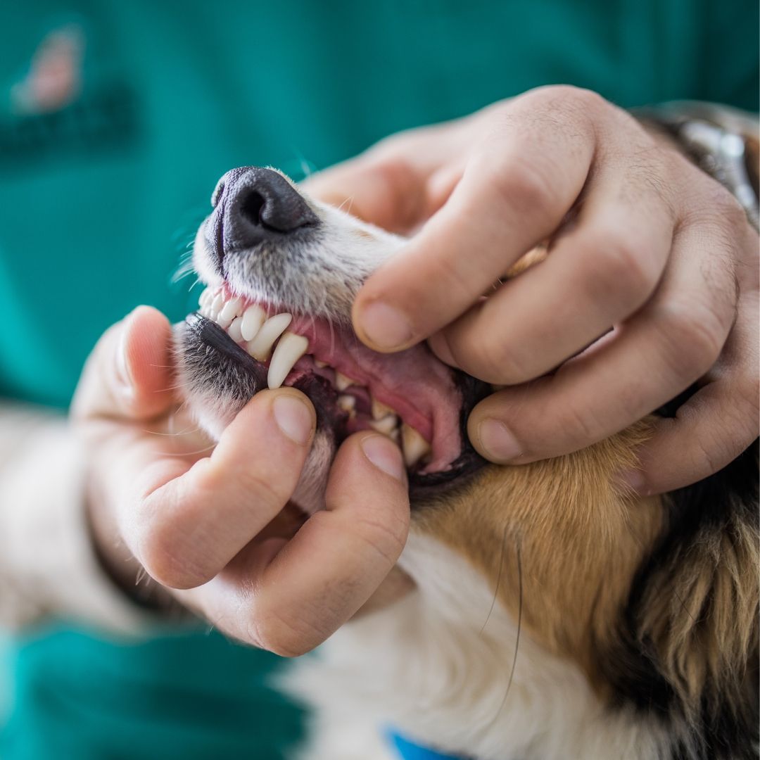 Pet dental care