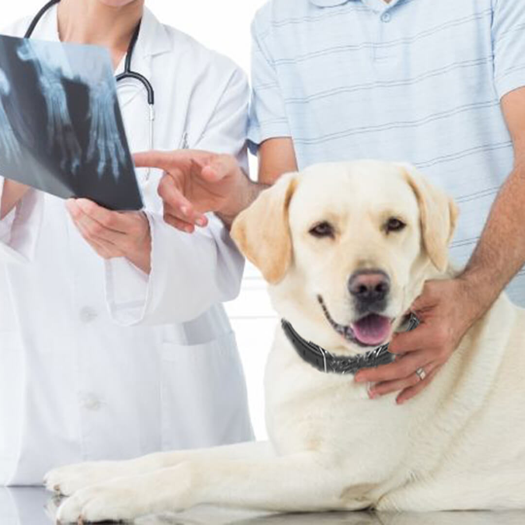 Pet radiology