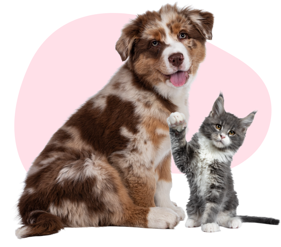 dog and cat