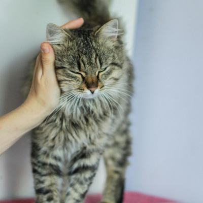 A person gently pets a cat