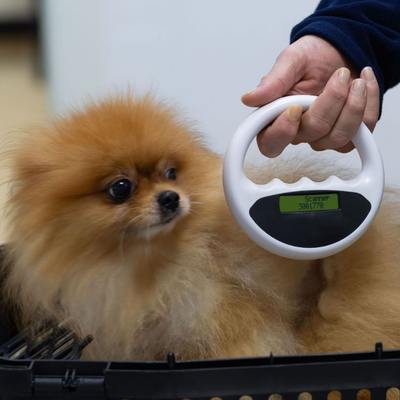 a dog getting microchipped
