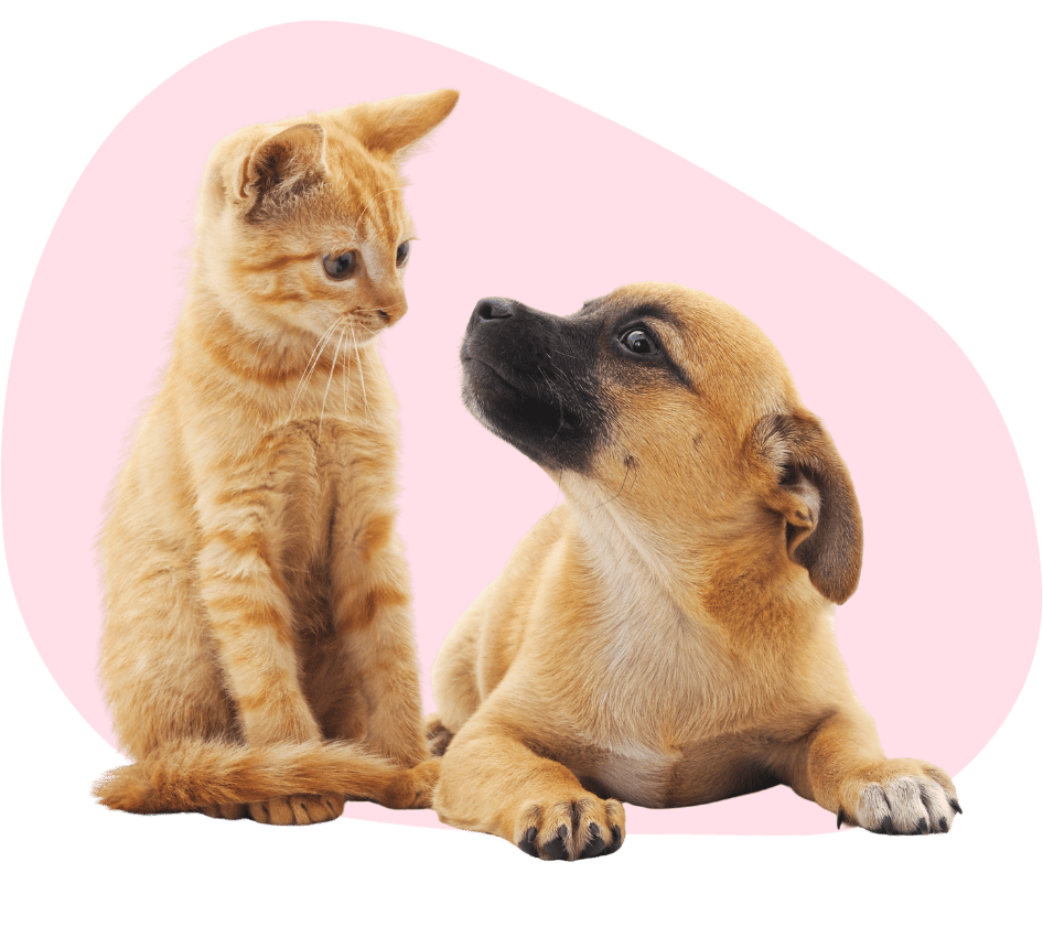 a puppy with a kitten