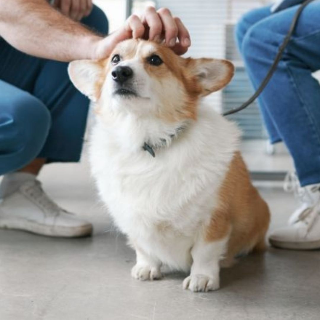 a person gently pets a dog