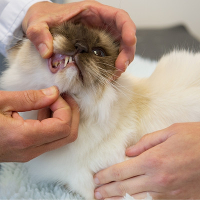 Pet Dental Care