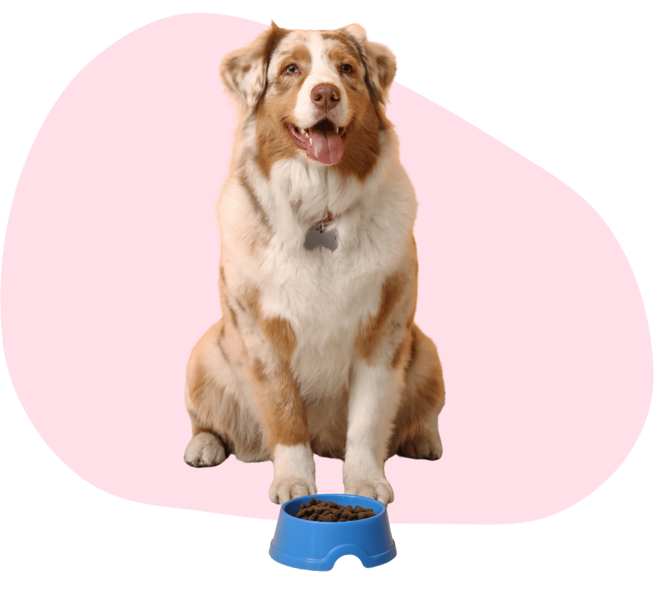 a puppy with a kitten