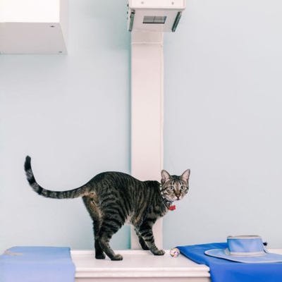 a cat getting x-ray