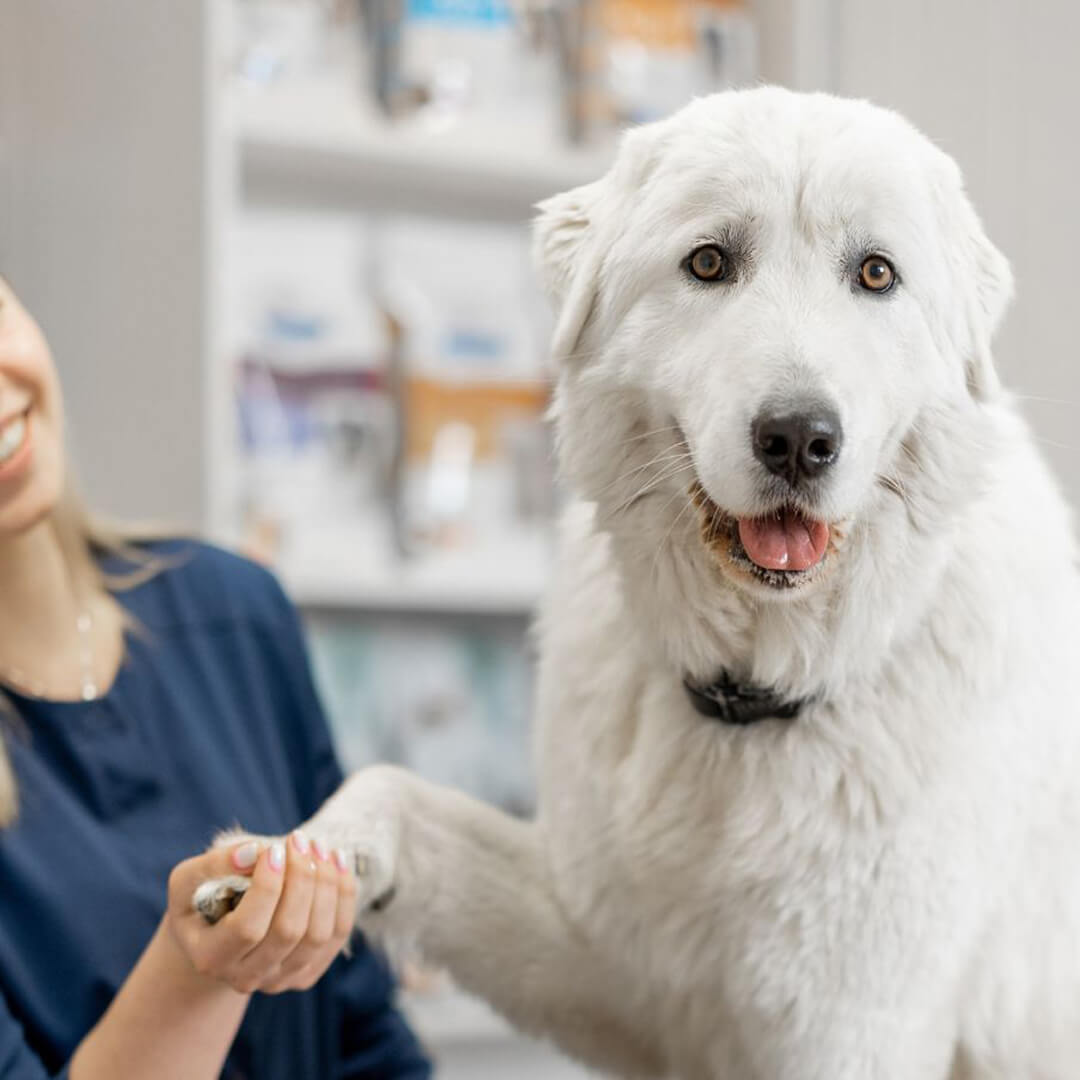 a woman gently holds the paw of a small white dog
