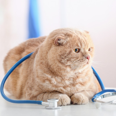 Woman in blue shirt holding a cat