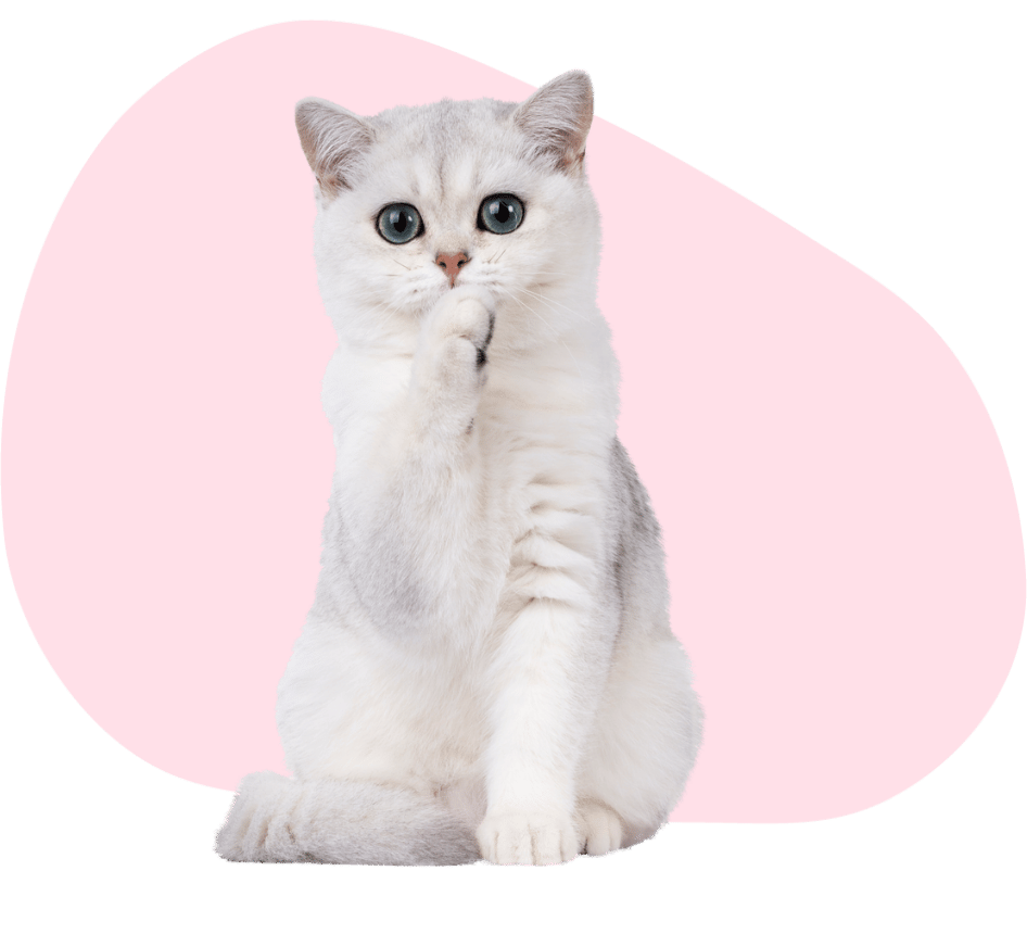 a puppy with a kitten