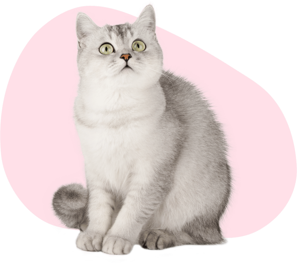 a puppy with a kitten