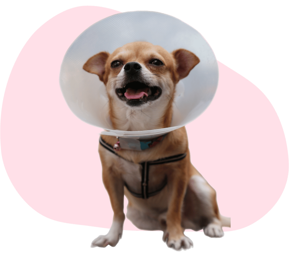 a puppy with a kitten