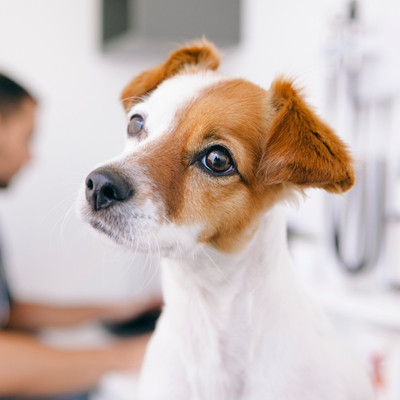 Puppy and kitten care