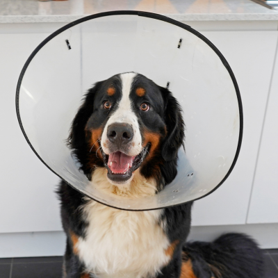 dog wearing a surgical cone dog with a large surgical cone on