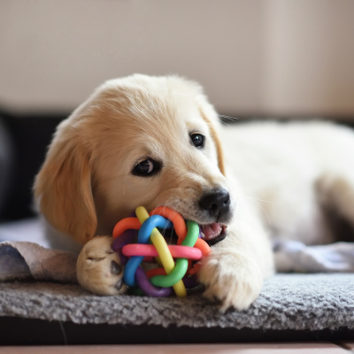 puppy chewing on a toy puppy chewing on a toy